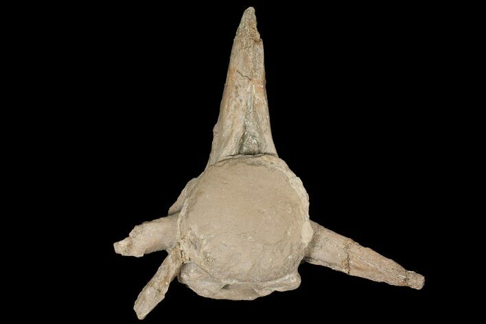 Mosasaur (Tylosaurus) Vertebra - Kansas #134348